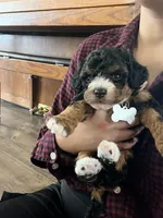 Skye, a female Cavapoo for sale in Ottertail, MN – Photo 2 of 7