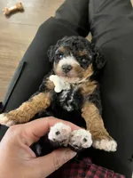 Skye, a female Cavapoo for sale in Ottertail, MN – Photo 3 of 7