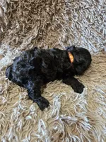 Pebbles, a female Cavapoo for sale in Ottertail, MN – 8 of 8