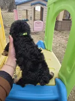 Rocky, a male Cavapoo for sale in Ottertail, MN – Photo 3 of 6