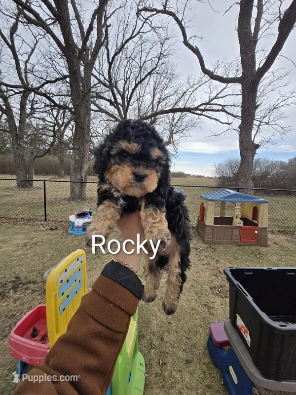 Rocky – Cavapoo puppy for sale in Ottertail, MN