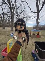 Rocky, a male Cavapoo for sale in Ottertail, MN – Photo 1 of 6