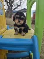 Rocky, a male Cavapoo for sale in Ottertail, MN – Photo 5 of 6