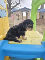 Rocky, a male Cavapoo for sale in Ottertail, MN – Photo 4 of 6