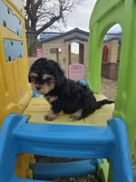 Rocky, a male Cavapoo for sale in Ottertail, MN – Photo 6 of 6