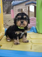 Rocky, a male Cavapoo for sale in Ottertail, MN – Photo 2 of 6