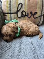 Teddy, a male Cavapoo and Poodle - Miniature  for sale in Ottertail, MN – 7 of 8