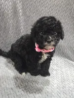 Cookie, a female Cavapoo and Poodle - Miniature  for sale in Ottertail, MN – 3 of 5