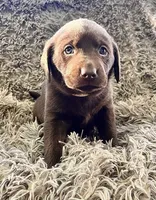 AKC BEIGE-Chocolate female, a female Labrador Retriever for sale in Ottertail, MN – Photo 1 of 5