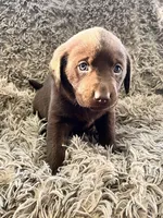 AKC BEIGE-Chocolate female, a female Labrador Retriever for sale in Ottertail, MN – Photo 2 of 5
