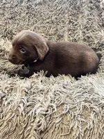 AKC BEIGE-Chocolate female, a female Labrador Retriever for sale in Ottertail, MN – Photo 4 of 5