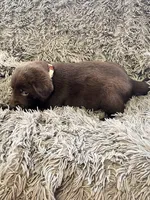 AKC BEIGE-Chocolate female, a female Labrador Retriever for sale in Ottertail, MN – Photo 5 of 5