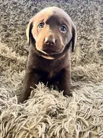 AKC BEIGE-Chocolate female, a female Labrador Retriever for sale in Ottertail, MN – Photo 3 of 5