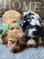 Teddy, a male Cavapoo and Poodle - Miniature  for sale in Ottertail, MN – 8 of 8