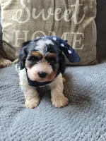 Oreo, a male Cavapoo and Poodle - Miniature  for sale in Ottertail, MN – 8 of 9