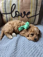 Teddy, a male Cavapoo and Poodle - Miniature  for sale in Ottertail, MN – 3 of 8