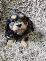 Midnight, a male Cavapoo and Poodle - Miniature  for sale in Ottertail, MN – 4 of 7