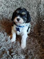 Chase, a male Cavapoo and Poodle - Miniature  for sale in Ottertail, MN – Photo 6 of 10