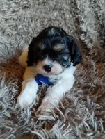 Chase, a male Cavapoo and Poodle - Miniature  for sale in Ottertail, MN – Photo 7 of 10