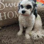 Chase, a male Cavapoo and Poodle - Miniature  for sale in Ottertail, MN – Photo 10 of 10