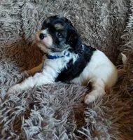 Chase, a male Cavapoo and Poodle - Miniature  for sale in Ottertail, MN – Photo 2 of 10