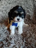 Chase, a male Cavapoo and Poodle - Miniature  for sale in Ottertail, MN – Photo 5 of 10