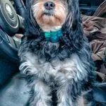 Chase, a male Cavapoo and Poodle - Miniature  for sale in Ottertail, MN – Photo 9 of 10