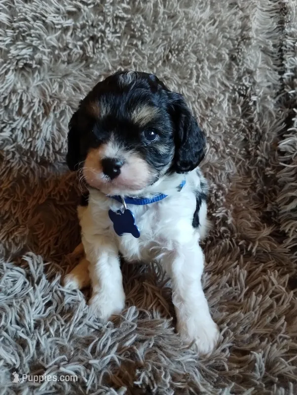 Chase, a male Cavapoo and Poodle - Miniature  for sale in Ottertail, MN – Photo 1 of 10