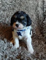 Chase, a male Cavapoo and Poodle - Miniature  for sale in Ottertail, MN – Photo 1 of 10