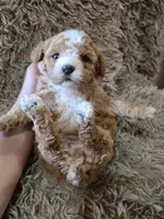 Penny, a female Cavapoo and Poodle - Miniature  for sale in Ottertail, MN – 2 of 6