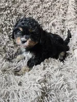 Vader , a male Cavapoo and Poodle - Miniature  for sale in Ottertail, MN – 5 of 6