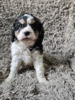 Oreo, a male Cavapoo and Poodle - Miniature  for sale in Ottertail, MN – 3 of 6