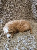 Penny, a female Cavapoo and Poodle - Miniature  for sale in Ottertail, MN – 6 of 6