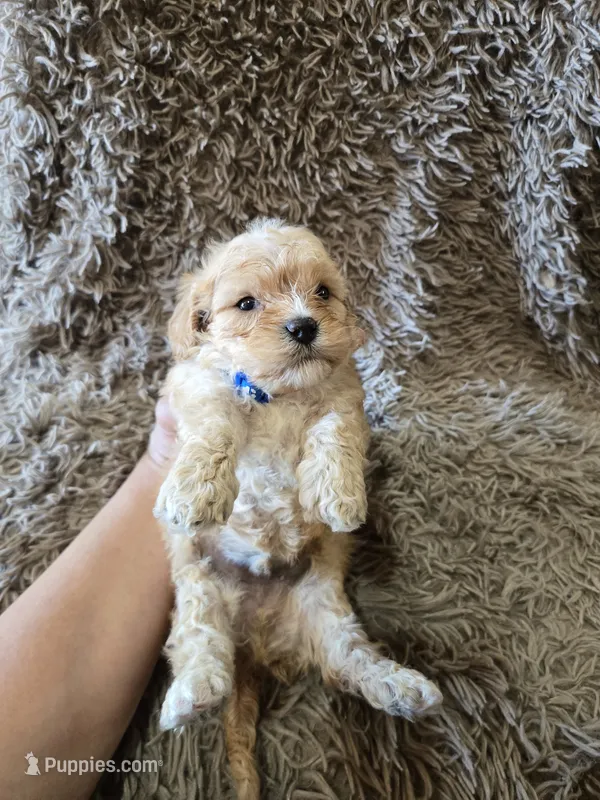 Teddy – Cavapoo, Poodle - Miniature  puppy for sale in Ottertail, MN