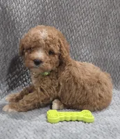 Milo, a male Cavapoo and Poodle - Miniature  for sale in Ottertail, MN – 1 of 1
