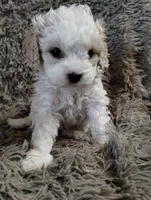 Cotton, a male Cavapoo and Poodle - Miniature  for sale in Ottertail, MN – Photo 10 of 10