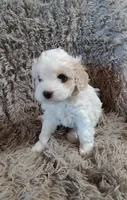 Cotton, a male Cavapoo and Poodle - Miniature  for sale in Ottertail, MN – Photo 4 of 10
