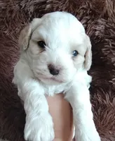 Cotton, a male Cavapoo and Poodle - Miniature  for sale in Ottertail, MN – Photo 7 of 10