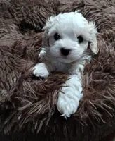 Cotton, a male Cavapoo and Poodle - Miniature  for sale in Ottertail, MN – Photo 3 of 10