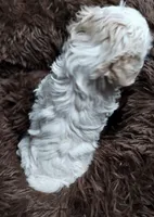 Cotton, a male Cavapoo and Poodle - Miniature  for sale in Ottertail, MN – Photo 2 of 10