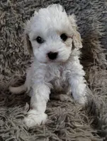 Cotton, a male Cavapoo and Poodle - Miniature  for sale in Ottertail, MN – Photo 1 of 10