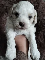 Cotton, a male Cavapoo and Poodle - Miniature  for sale in Ottertail, MN – Photo 6 of 10