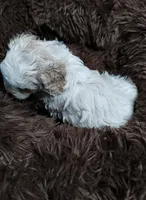 Cotton, a male Cavapoo and Poodle - Miniature  for sale in Ottertail, MN – Photo 9 of 10