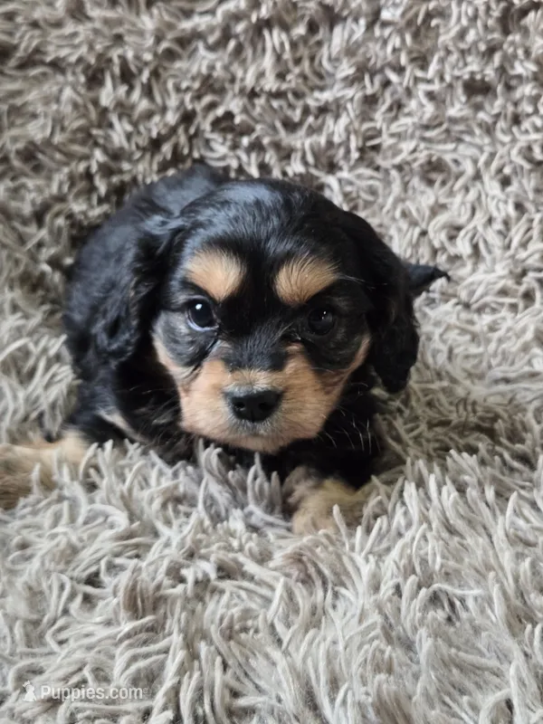 Midnight – Cavapoo, Poodle - Miniature  puppy for sale in Ottertail, MN