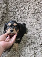Midnight, a male Cavapoo and Poodle - Miniature  for sale in Ottertail, MN – 7 of 7
