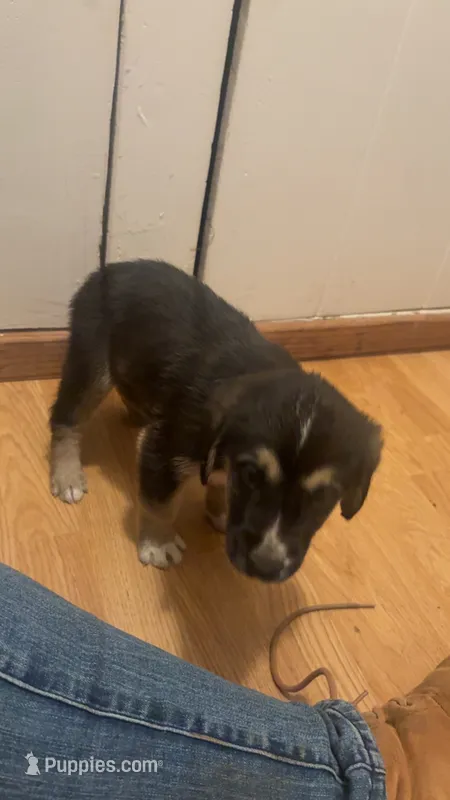 PUPPY – Anatolian Shepherd Dog, Bloodhound puppy for sale in Arcata, CA