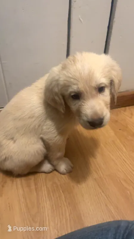 Santa Paw – Anatolian Shepherd Dog, Bloodhound puppy for sale in Arcata, CA