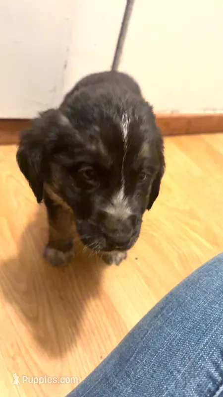 PUPPY – Anatolian Shepherd Dog, Bloodhound puppy for sale in Arcata, CA