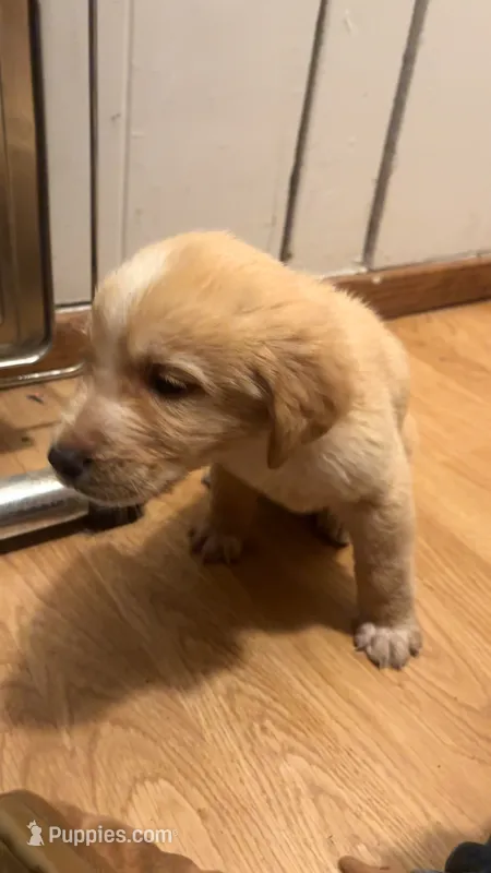 PUPPIES – Anatolian Shepherd Dog, Bloodhound puppy for sale in Arcata, CA