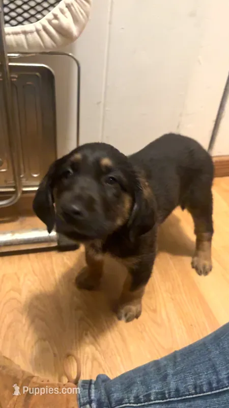 PUPPIES – Anatolian Shepherd Dog, Bloodhound puppy for sale in Arcata, CA